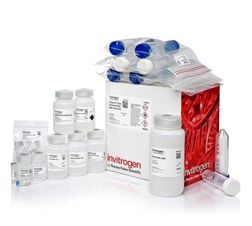 Набор PureLink Expi Endotoxin-Free Maxi Plasmid Purification Kit, Thermo FS Набор PureLink Expi Endotoxin-Free Maxi Plasmid Purification Kit, Thermo FS
